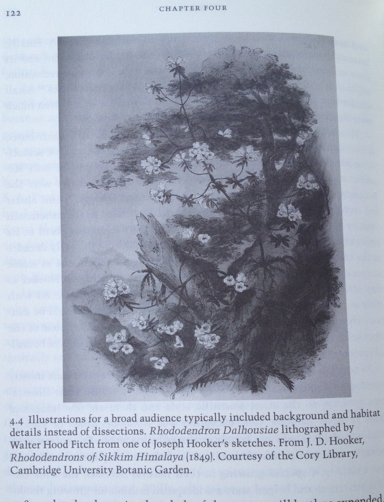 One of the few botanical illustrations to contain location background information (more than a blank white page)